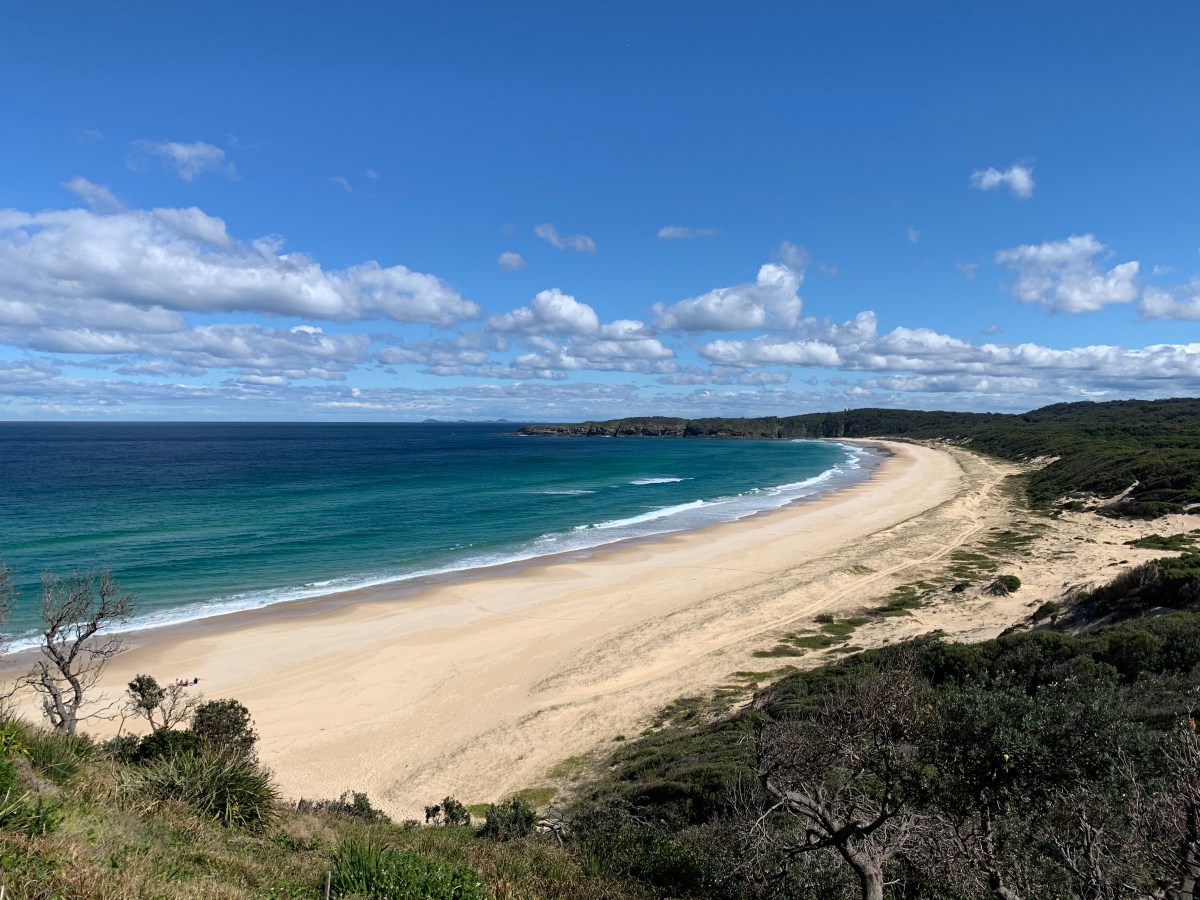 Pretty Pacific Palms