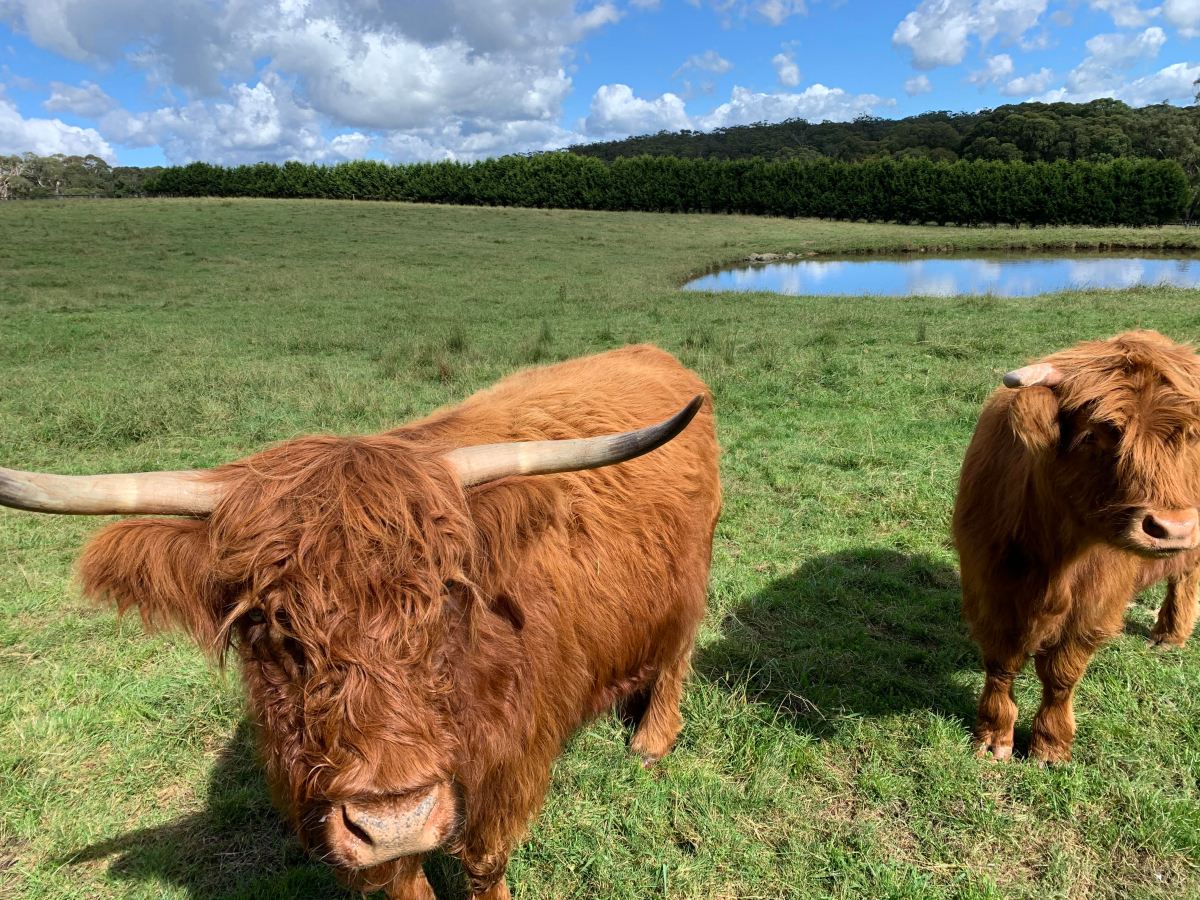 A quirky weekend stay in NSW’s Southern&nbsp;Highlands